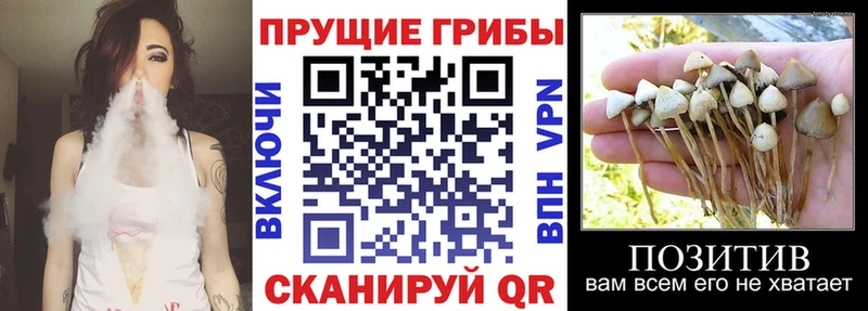 Галлюциногенные грибы мицелий  Городовиковск 